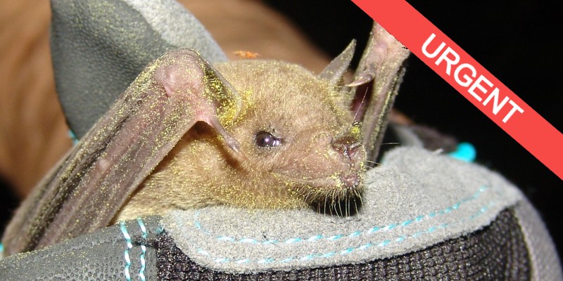Mexican long-nose bat
